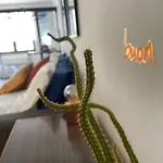 Capri Sky Loft