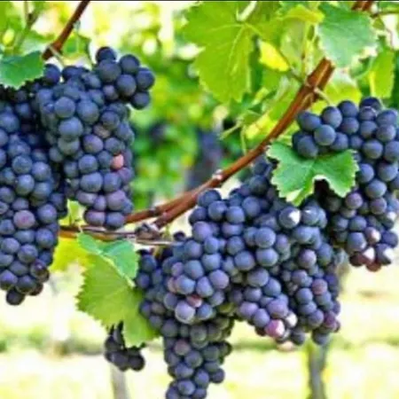 Capri Sky Loft * ボスコレアーレ