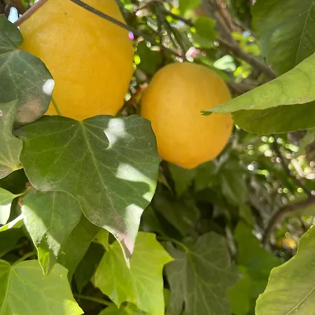 Capri Sky Loft ボスコレアーレ